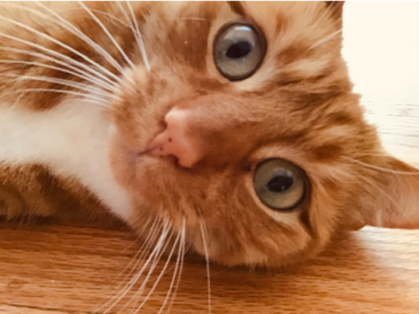 pic of orange cat